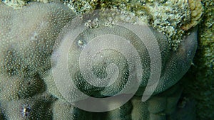 Hump coral or lobe coral (Porites lobata) undersea, Red Sea