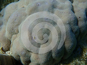 Hump coral (Porites lutea) undersea, Red Sea