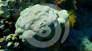 Hump coral (Porites lutea) undersea, Red Sea