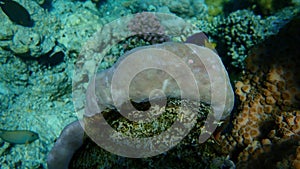 Hump coral (Porites lutea) undersea, Red Sea