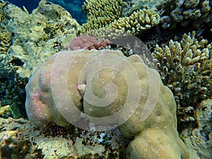 Hump coral, Porites lutea var. or solida var., with the result of vandal`s joke who broke Acropora coral, undersea