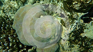 Hump coral, Porites lutea var. or solida var., with the result of vandal`s joke who broke Acropora coral, undersea photo