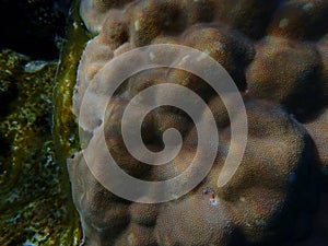 Hump coral (Porites sp.) undersea, Red Sea, Egypt, Sharm El Sheikh, Montazah Bay photo