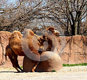 Hump Day Camel