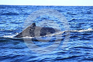 Hump of Deep diving Hump Back Whale Australia