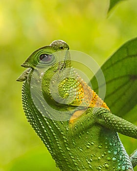 Hump nosed lizard