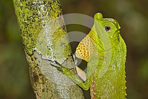 Hump-nosed Lizard, Lyriocephalus scutatus, Sinharaja National Park Rain Forest