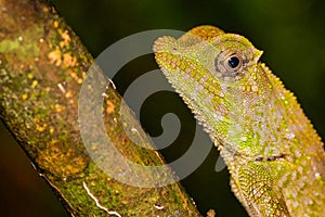 Hump-nosed Lizard, Sinharaja National Park Rain Forest, Sri Lanka