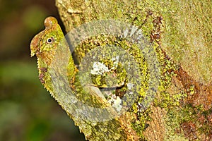 Hump-nosed Lizard, Sinharaja National Park Rain Forest, Sri Lanka