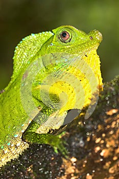 Hump-nosed Lizard, Sinharaja National Park Rain Forest, Sri Lanka