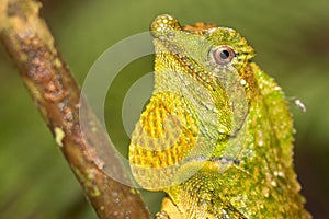 Hump-nosed Lizard, Sinharaja National Park Rain Forest, Sri Lanka