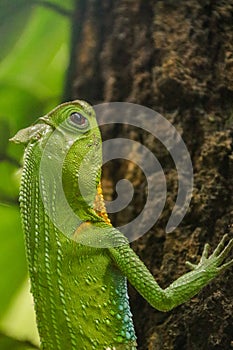 Hump nosed lizard on tree