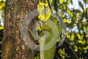 Hump nosed lizard on a tree in Sinharaja Rain Forest, Sri Lanka