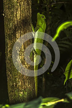 Hump nosed lizard on a tree in Sinharaja Rain Forest, Sri Lanka