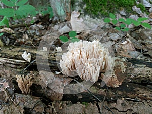 Hump of pale coral looking mushroom of genus Ramaria in the forest.