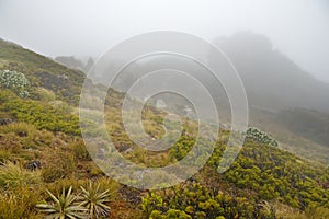 Hump Ridge In The Fog