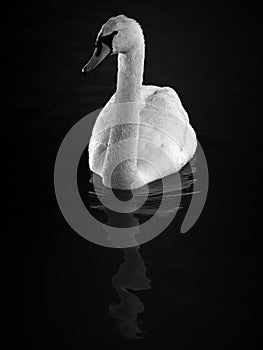 Hump Swan photo