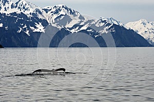 Humpack Whale in Alaska