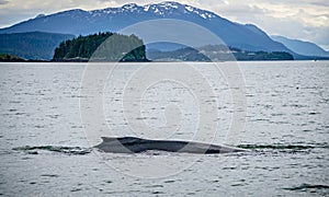 Humpack whale hunting on mud bay alaska