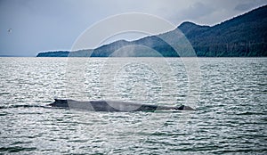 Humpack whale hunting on mud bay alaska