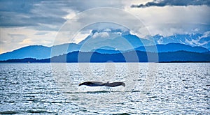 Humpack whale hunting on mud bay alaska