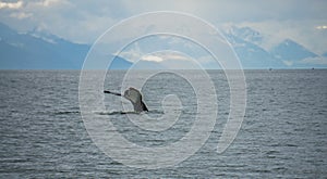 Humpack whale hunting on mud bay alaska