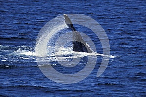 Humpack Whale, megaptera novaeangliae, Adult Beating Tail against Water Surface, Alaska