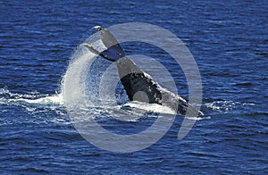 Humpack Whale, megaptera novaeangliae, Adult Beating Tail against Water Surface, Alaska