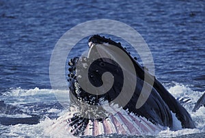 Humpack Whale, megaptera novaeangliae, Adult with Open Mouth to Catch Krill, Alaska