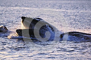 Humpack Whale, megaptera novaeangliae, Group Bubble Net Feeding, Open Mouth to Catch Krill, Alaska