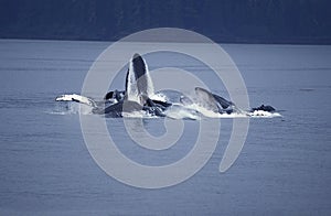 Humpack Whale, megaptera novaeangliae, Group Bubble Net Feeding, Open Mouth to Catch Krill, Alaska