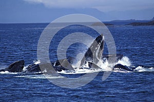 Humpack Whale, megaptera novaeangliae, Group Bubble Net Feeding, Open Mouth to Catch Krill, Alaska