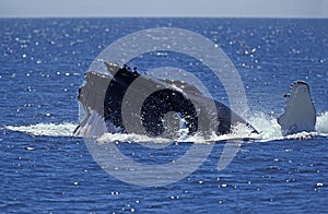 Humpack Whale, megaptera novaeangliae, Group Bubble Net Feeding, Open Mouth to Catch Krill, Alaska