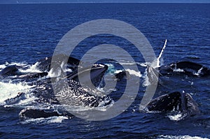 Humpack Whale, megaptera novaeangliae, Group Bubble Net Feeding, Open Mouth to Catch Krill, Alaska