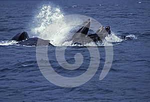 Humpack Whale, megaptera novaeangliae, Group Bubble Net Feeding, Open Mouth to Catch Krill, Alaska