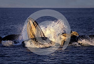 Humpack Whale, megaptera novaeangliae, Group Bubble Net Feeding, Open Mouth to Catch Krill, Alaska