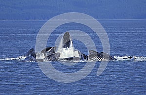 Humpack Whale, megaptera novaeangliae, Group Bubble Net Feeding, Open Mouth to Catch Krill, Alaska