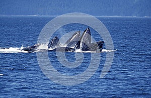 Humpack Whale, megaptera novaeangliae, Group Bubble Net Feeding, Open Mouth to Catch Krill, Alaska