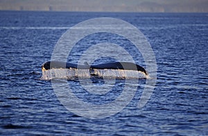 Humpack Whale, megaptera novaeangliae, Tail at Surface, Alaska