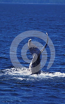 Humpack Whale, megaptera novaeangliae, Tail at Surface, Alaska