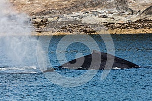 Humpback in Alaska