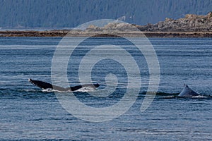 Humpback in Alaska