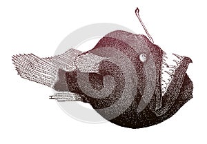 Humpback anglerfish melanocetus johnsonii