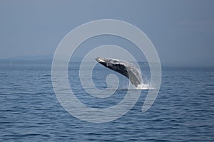 Humpback Breach 1