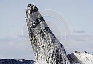 Humpback Breach.