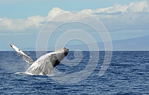 Humpback breaching in img