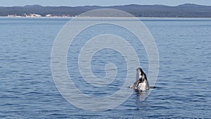 A humpback calf breaching