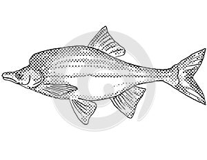 Humpback chub or Gila cypha Freshwater Fish Cartoon Drawing