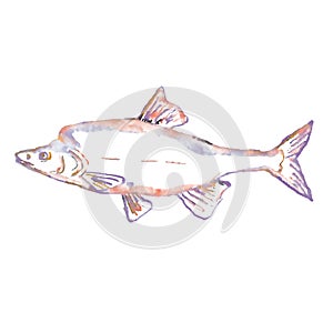 Humpback chub or Gila cypha Watercolor Illustration