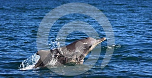 Humpback Dolphin